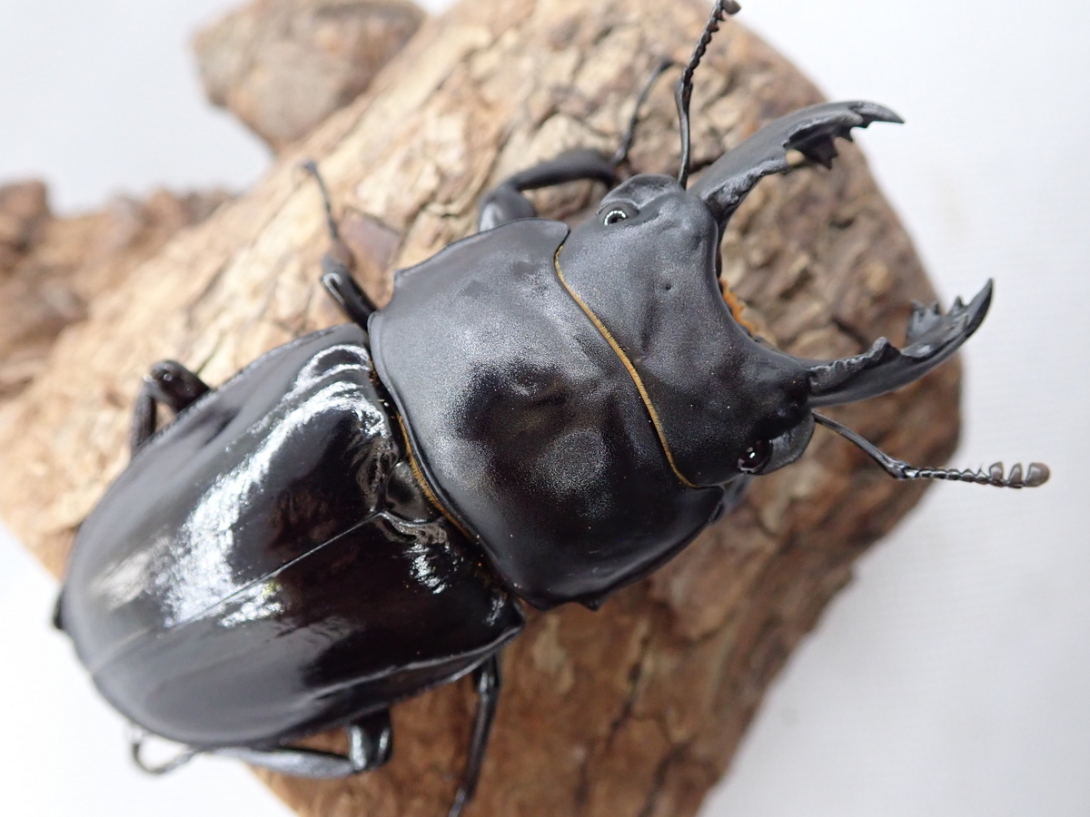 アマミマルバネクワガタ (鹿児島県徳之島天城岳産）CBF1 飼育記録