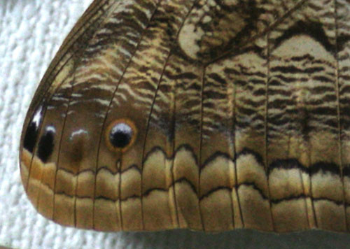 ユカタン・ビワハゴロモ - lithos Graphics web log