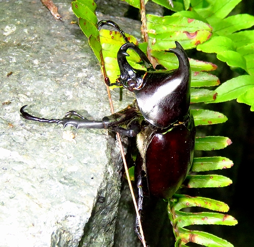 怪物バニップとニジイロクワガタ・豪キュランダの旅 - 虫撮る人々