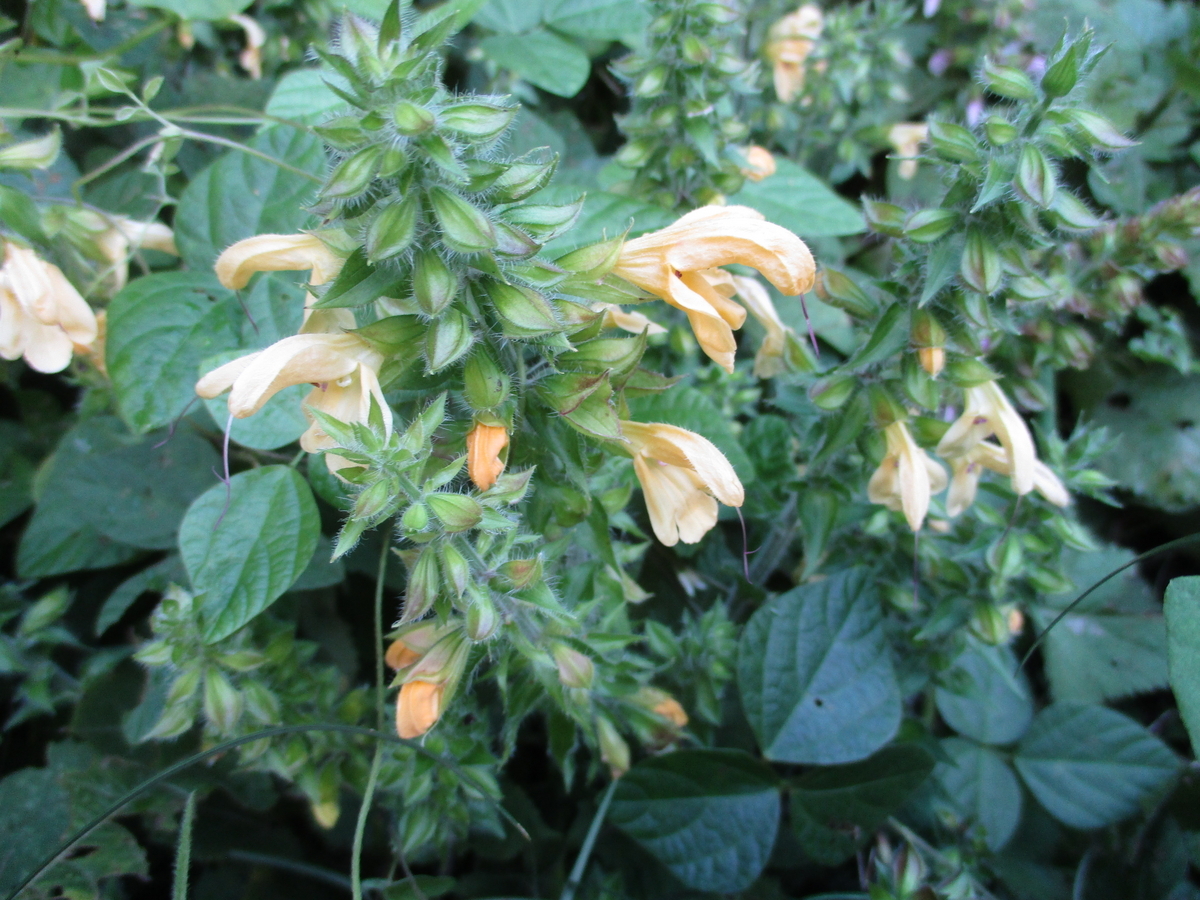 サルビアの花 2023 - まつこの庭