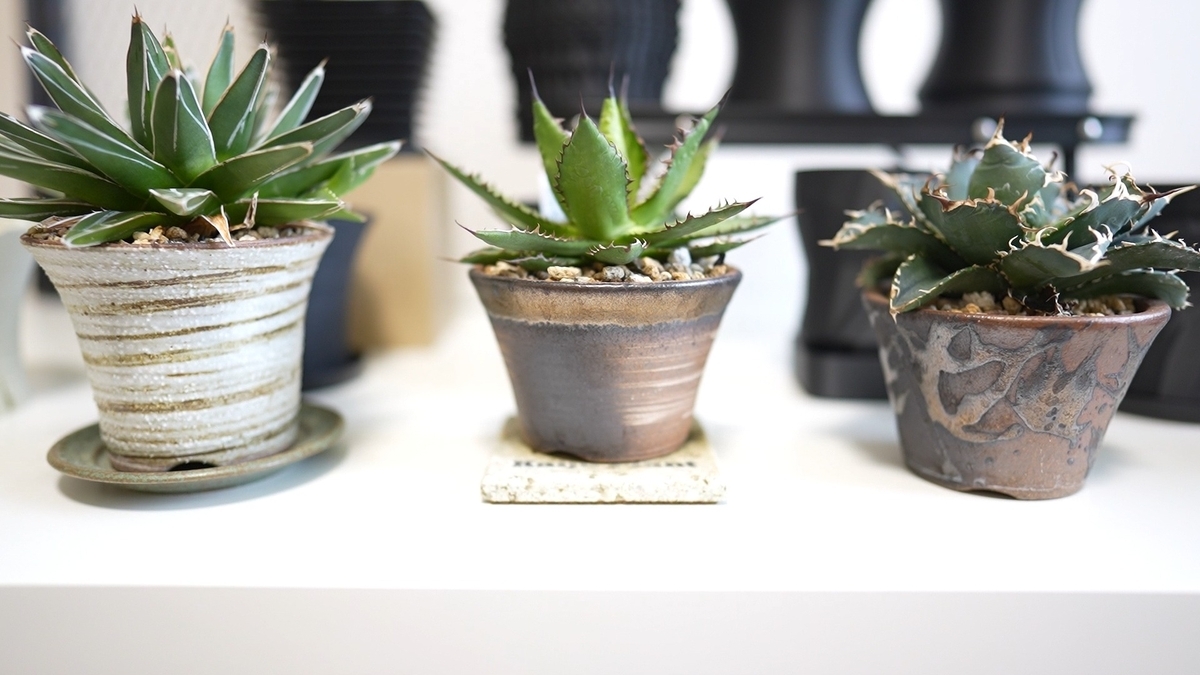 3Dプリンター鉢でアガベや塊根植物育成 - RxFarm