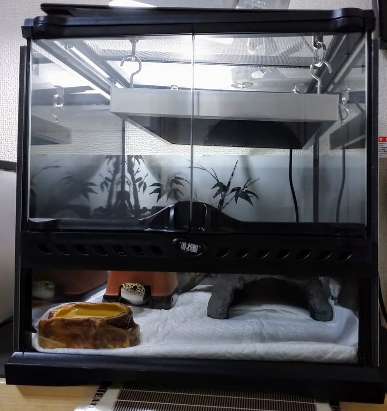 グラステラリウム3030へのお引越し【ヒョウモントカゲモドキ】 - おじ語り