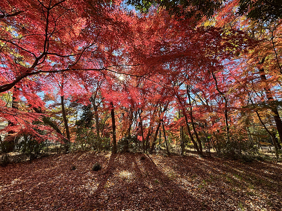今年の紅葉写真いろいろ ＠福島・文知摺観音，三鷹市某所，丹波山村