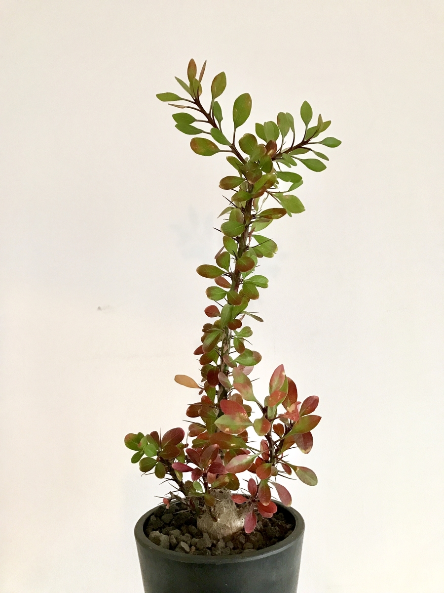 フォークイエリア ファシクラータ 秋 紅葉 休眠 育成管理 成長記録 4