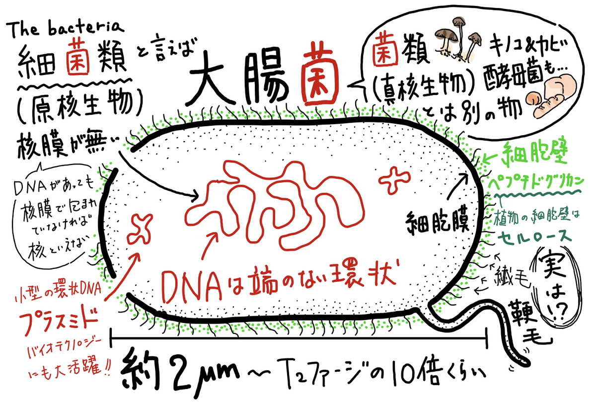 1】バクテリオファージ - SOILｰSHOP生物教材製作所 / 自習室