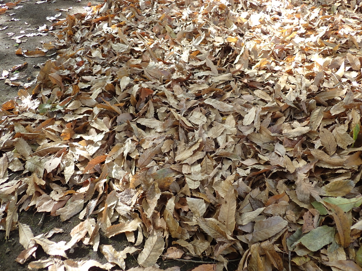 色々な落葉の形を見比べてみよう - あいかわ公園自然観察ガイド