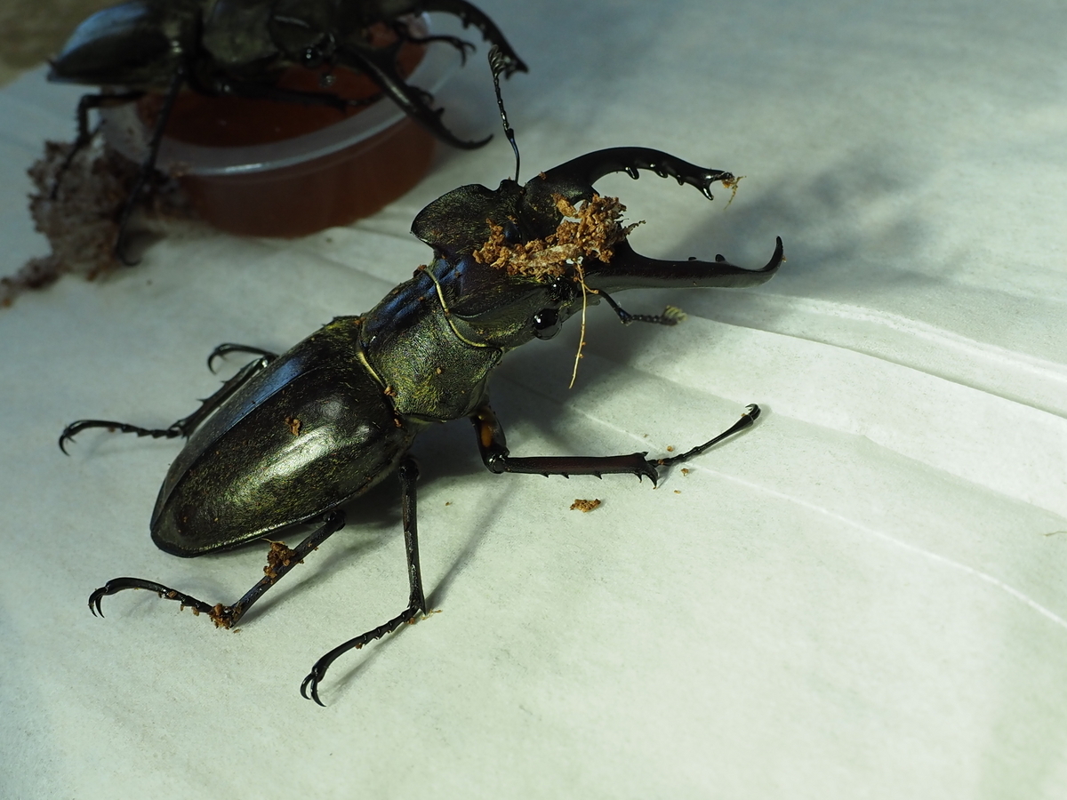 ☆昆虫採集☆虫取り網☆最長7m12cm クワガタムシ・カブトムシの