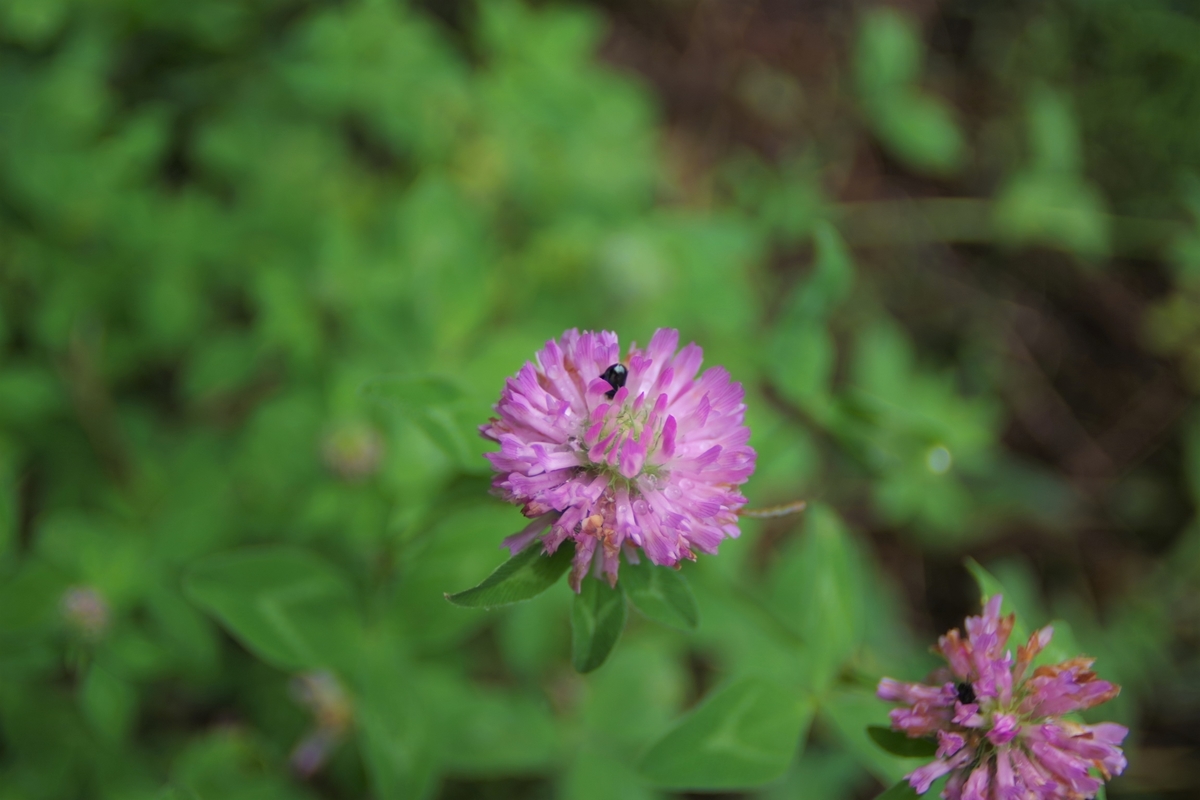 状態要確認 作例付き SUN 24mm f2.8 管mpr 状態要確認 作例付き SUN