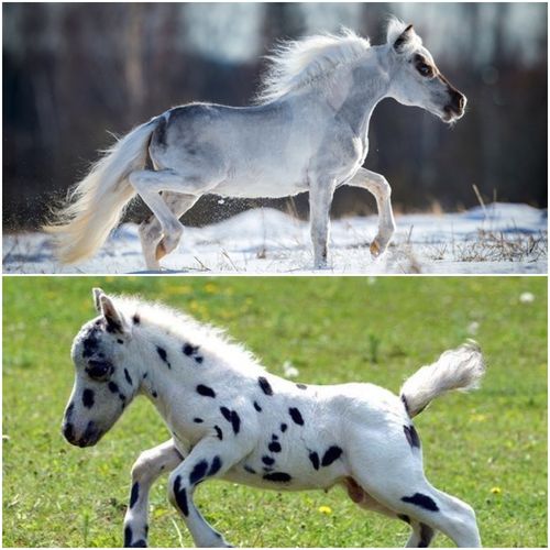 ファラベラに夢中♡ステラの魔法のバッグの人気の秘密｜Milkycatの