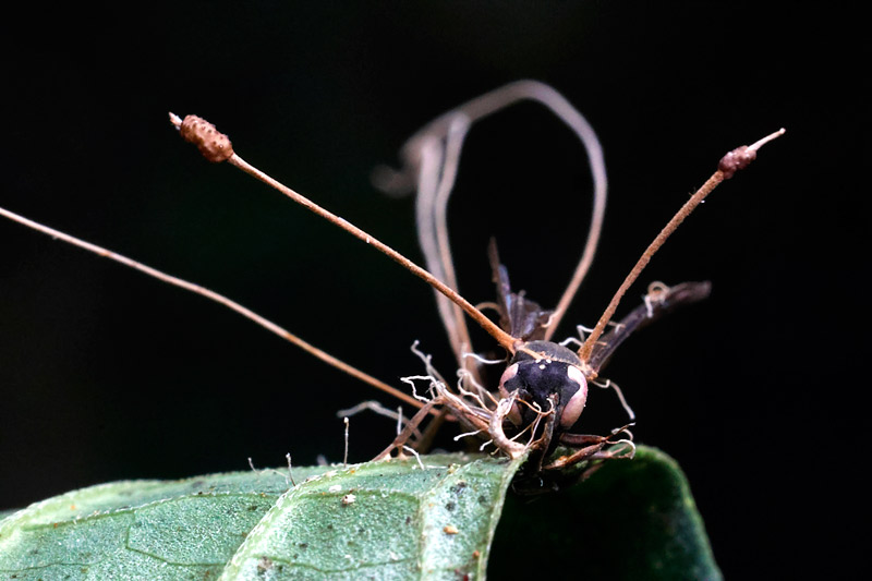 ギャラリー：冬虫夏草に「花が咲いた」 写真23点 | ナショナルジオ
