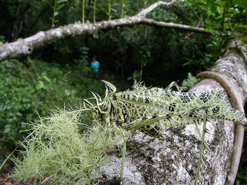 第123回 目立たないけどトゲだらけ、サルオガセツユムシ | ナショナル
