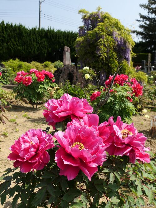 立岩寺」のボタン_2023_見頃過ぎてましたが、花は残ってました。藤も
