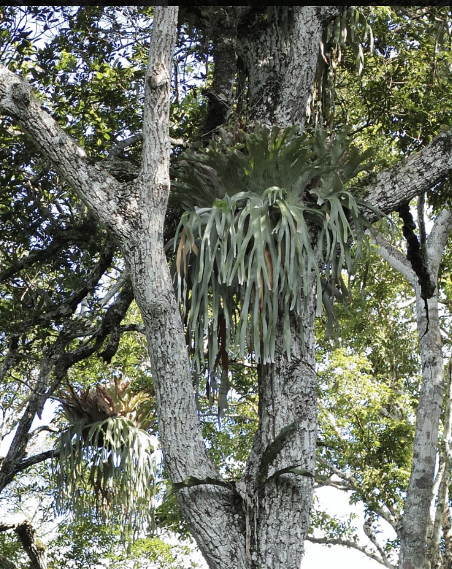 ビカクシダのあれこれ | GREEN LUCK