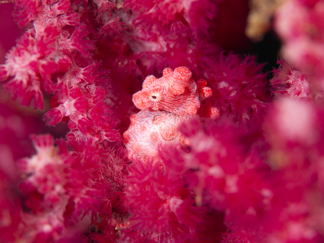 高知・柏島・ファンダイビング／ライセンスカードお持ちの方限定