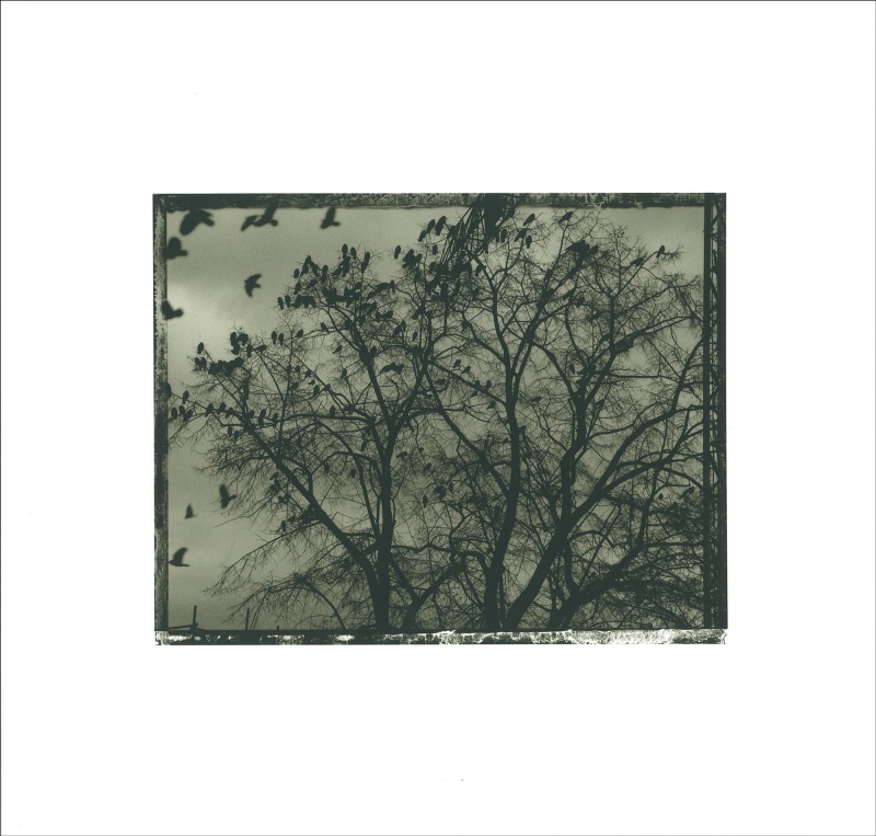 1,2,3,4,5（特装版） - サラ・ムーン | AKIO NAGASAWA