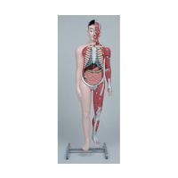 京都科学 人体解剖模型Jー100 K11202-000 1台 67-7097-23（直送品