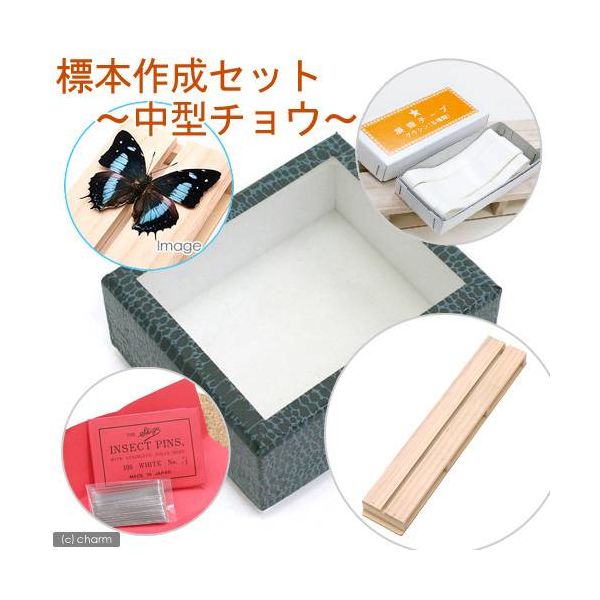 蝶の標本 長野県産オオイチモンジ2♂1♀3頭セット 規制前採集飼育品