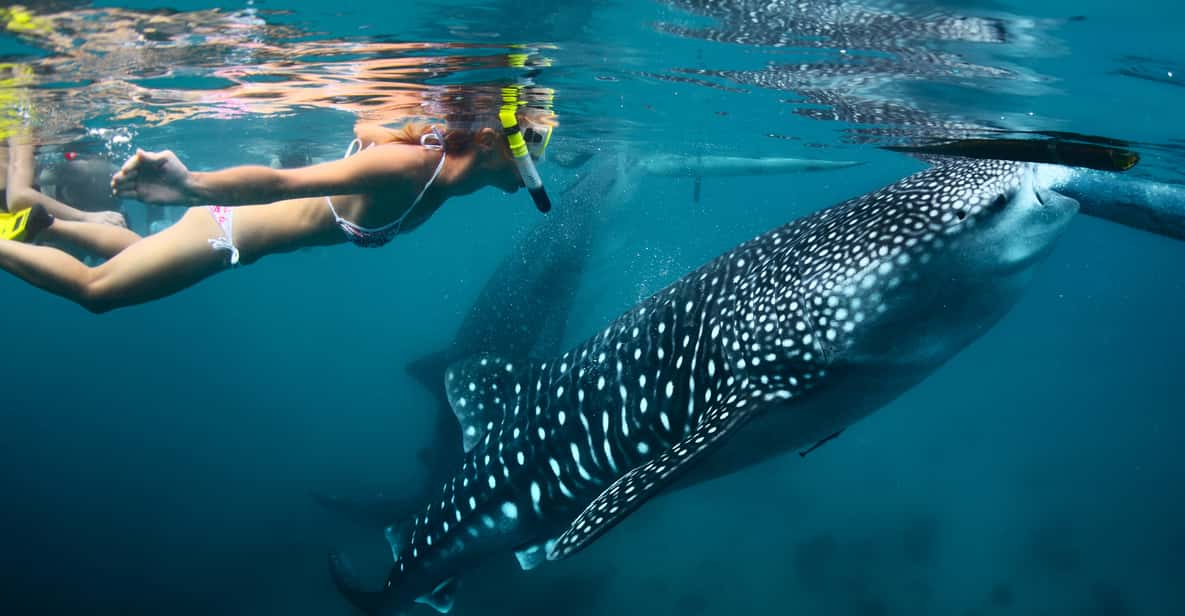 セブ：オスロブ・ジンベエザメ・スイミング | GetYourGuide