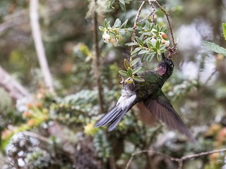 トルマリンテンシハチドリ - eBird