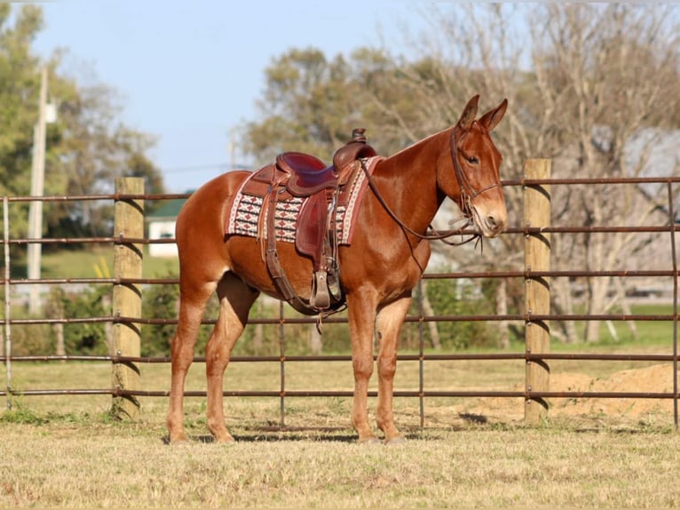 Mule Gelding 17 years 15 hh Chestnut in Brooksville Ky