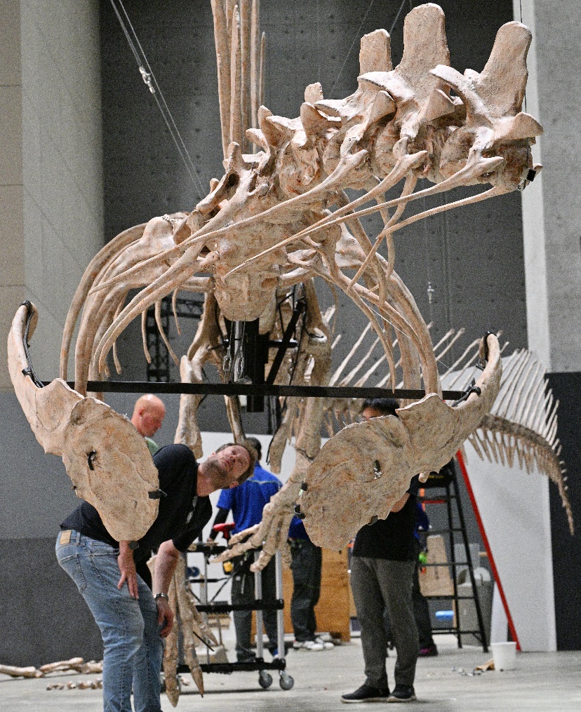 美しすぎる」スピノサウルス、宙づり展示の裏側大公開！最速10万人の