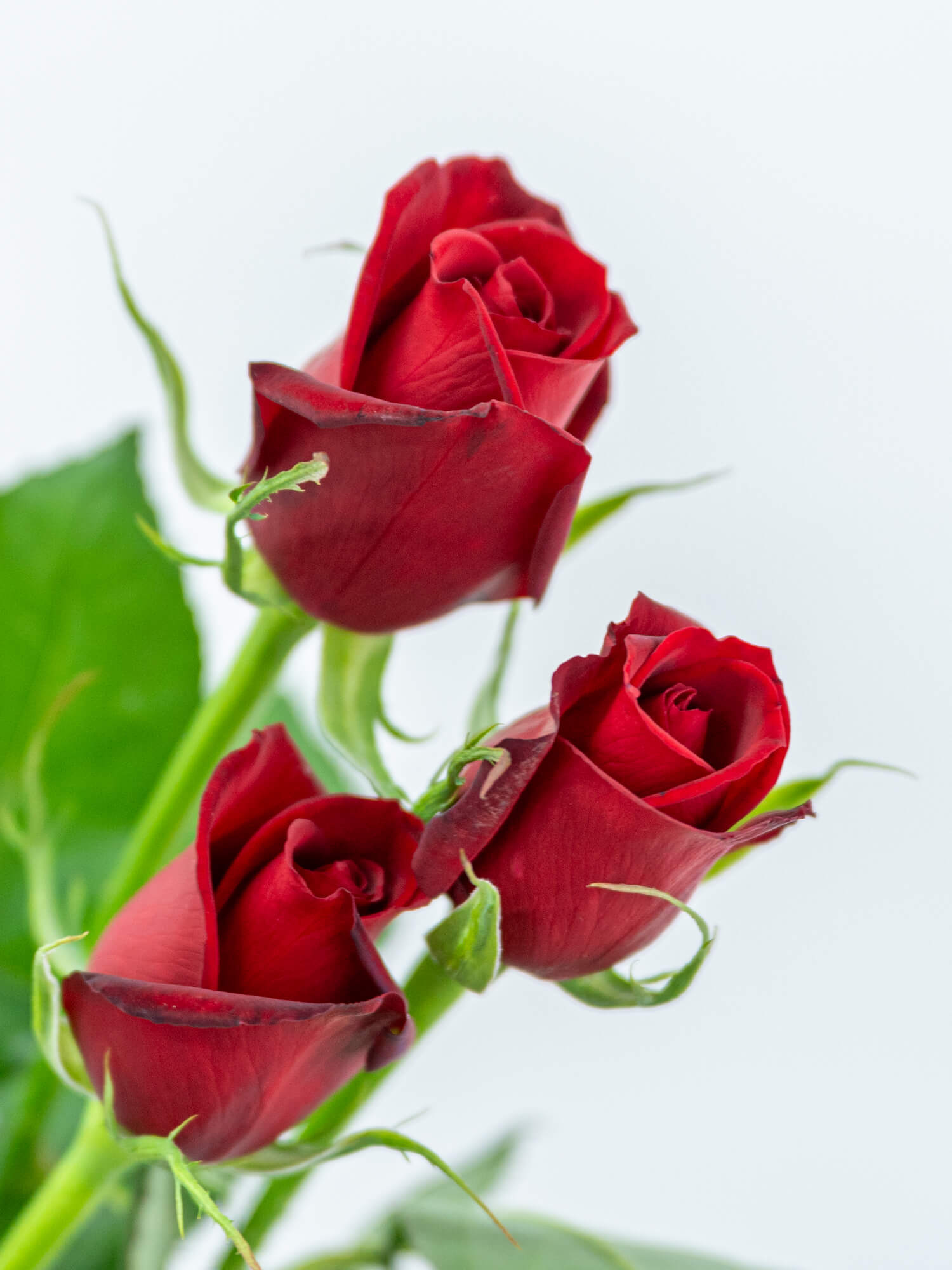 バラ（赤）サムライ08｜花の仕入れを簡単に。花材の卸通販｜ハナイチ