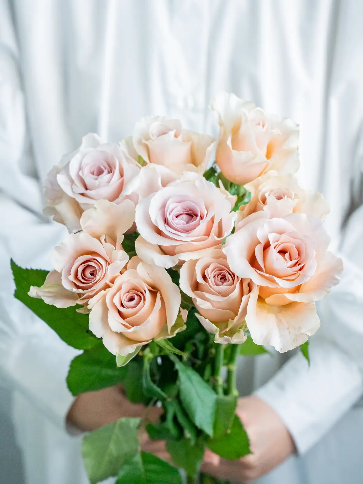 バラ（淡紫）ライラッククラシック｜花の仕入れを簡単に。花材の卸通販