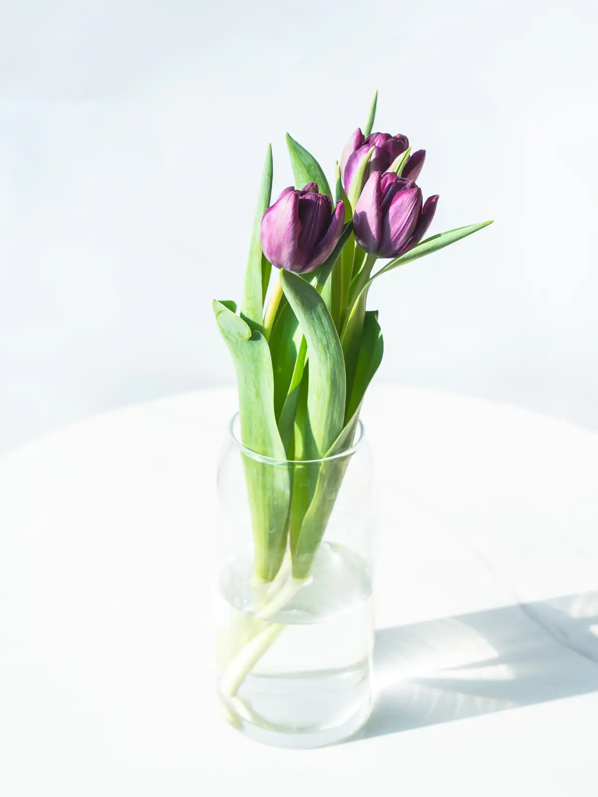 チューリップ（紫）ルスカ｜花の仕入れを簡単に。花材の卸通販｜ハナイチ