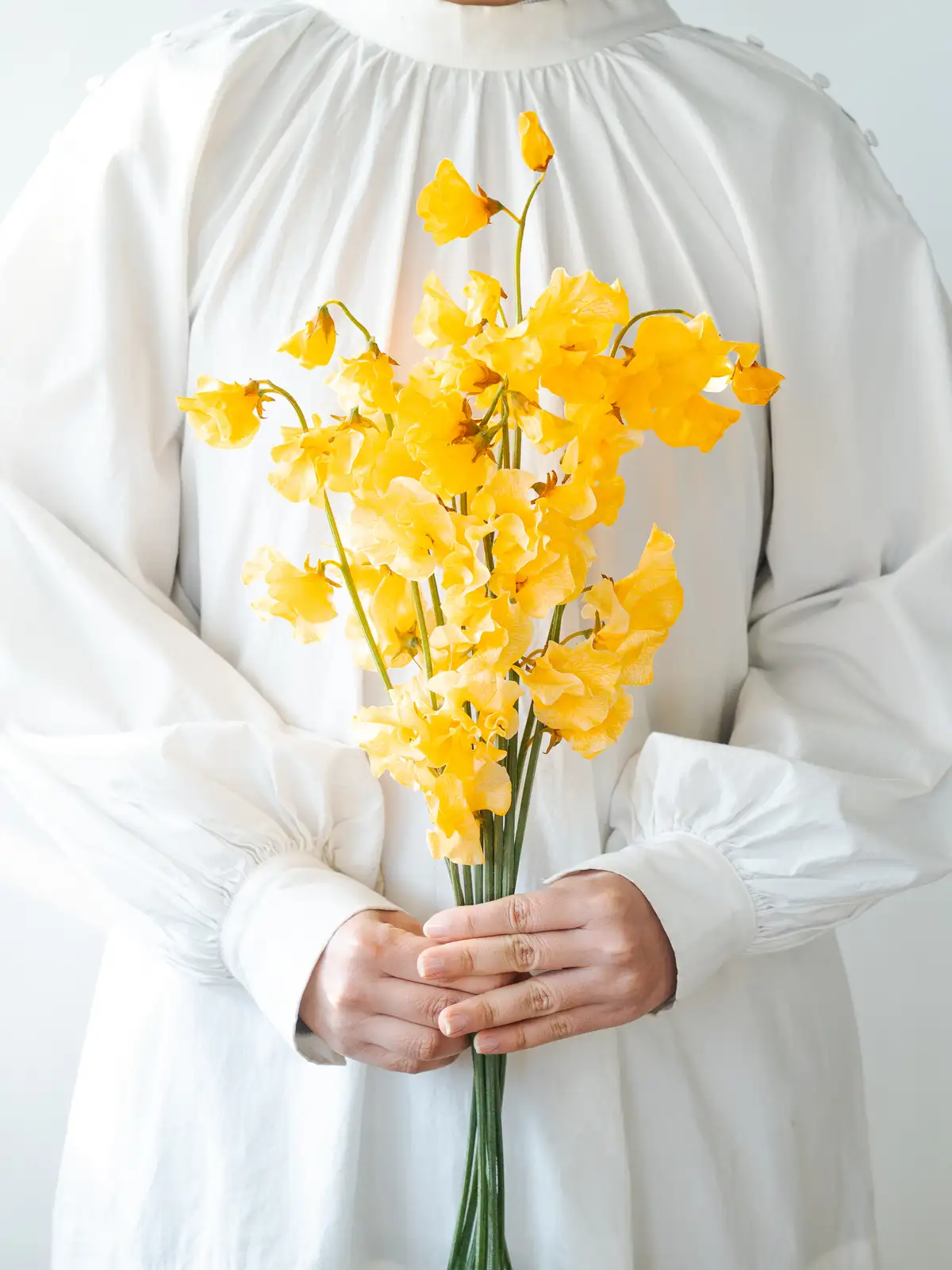 スイートピー（白）おまかせ品種｜花の仕入れを簡単に。花材の卸通販