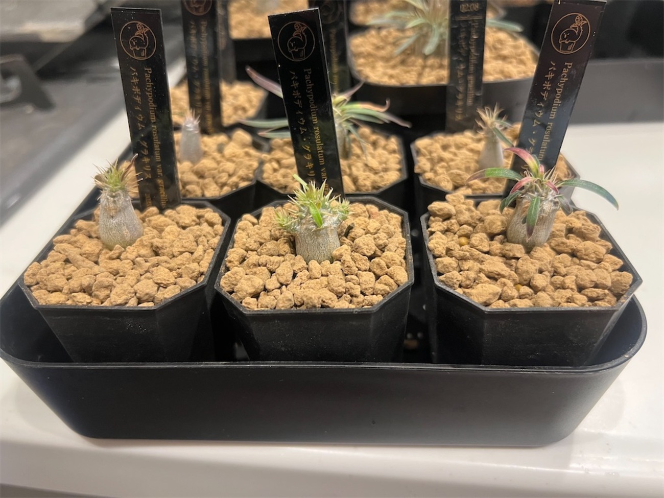 鉢上げ編】パキポディウムの実生方法・育て方【種まき〜実生5ヶ月