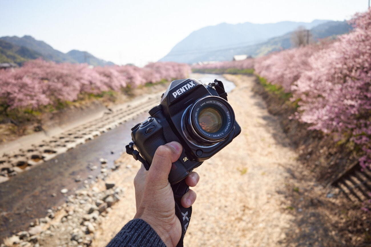 Super-Takumar 55mm F1.8をPENTAX K-1 MarkⅡにつけて河津桜を撮ってき