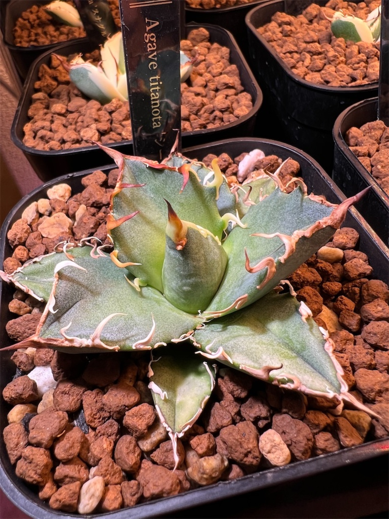 backend=imagemagick;version=1;