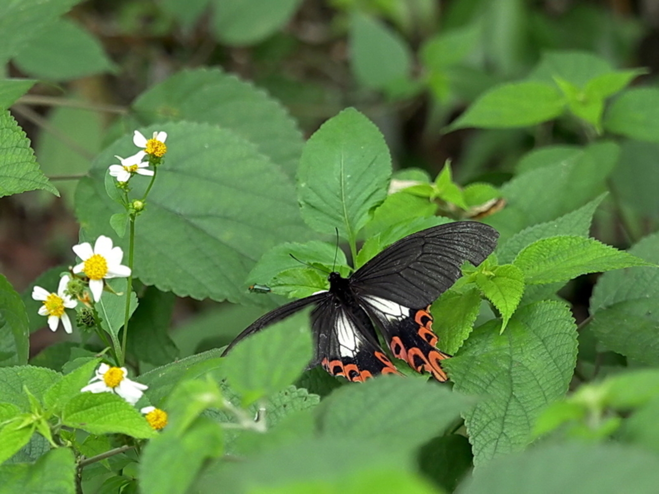 backend=imagemagick;version=1;