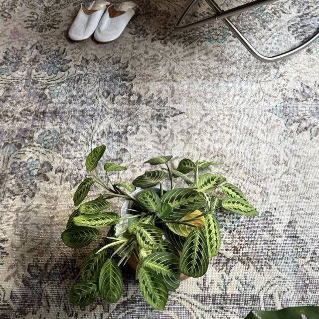 超大判169×274レアくすみラベンダー×クリーム トルコヴィンテージラグ