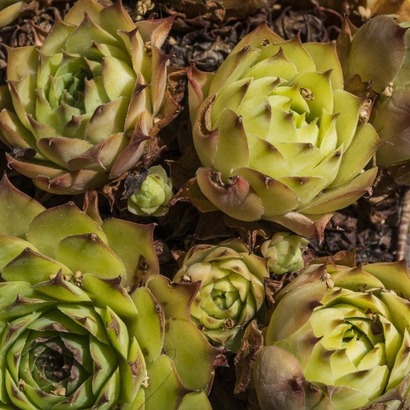 What Is Jovibarba: Learn How To Care For Jovibarba Plants