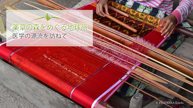 古代伝統医学アーユルヴェーダがもたらした薬（1） | 薬草の森をめぐる
