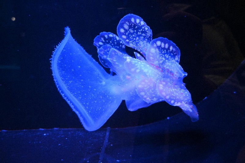 ふわふわドレス”クネクネ ウミウシ・ヤマトメリベ 水族館展示 橘湾で