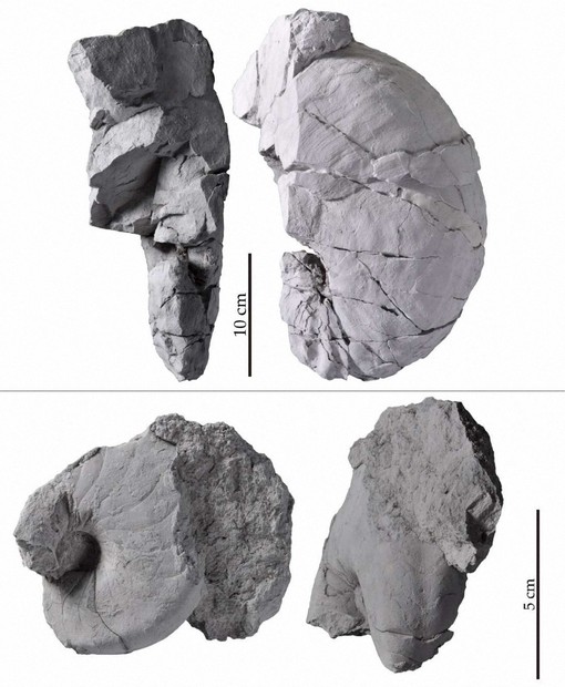 国内初のオウムガイ類2種の化石発見 ジュラ紀と白亜紀の境界期 | 毎日新聞