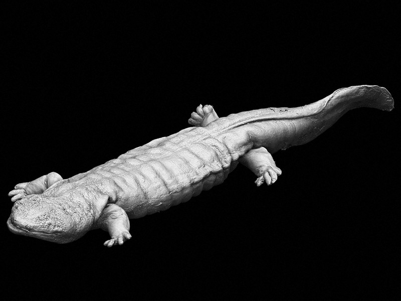 オオサンショウウオ3D標本化 体の断層画像も 大分・宇佐市がHPで公開