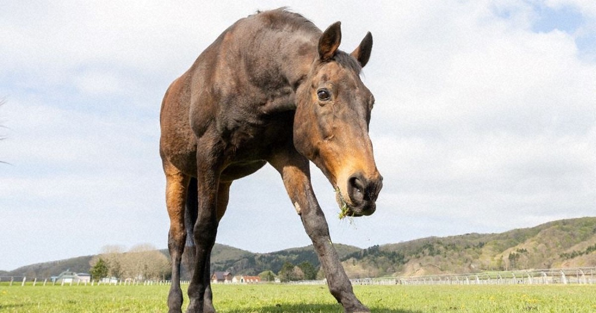 スポーツの今：余生も愛され… 元競走馬ナイスネイチャが後輩のために