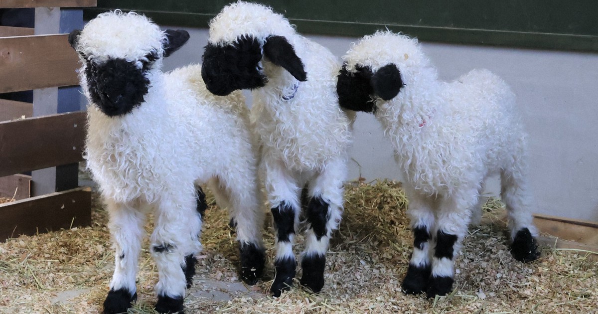 世界一かわいい羊」赤ちゃん誕生、21日から公開 滋賀の観光庭園 | 毎日新聞