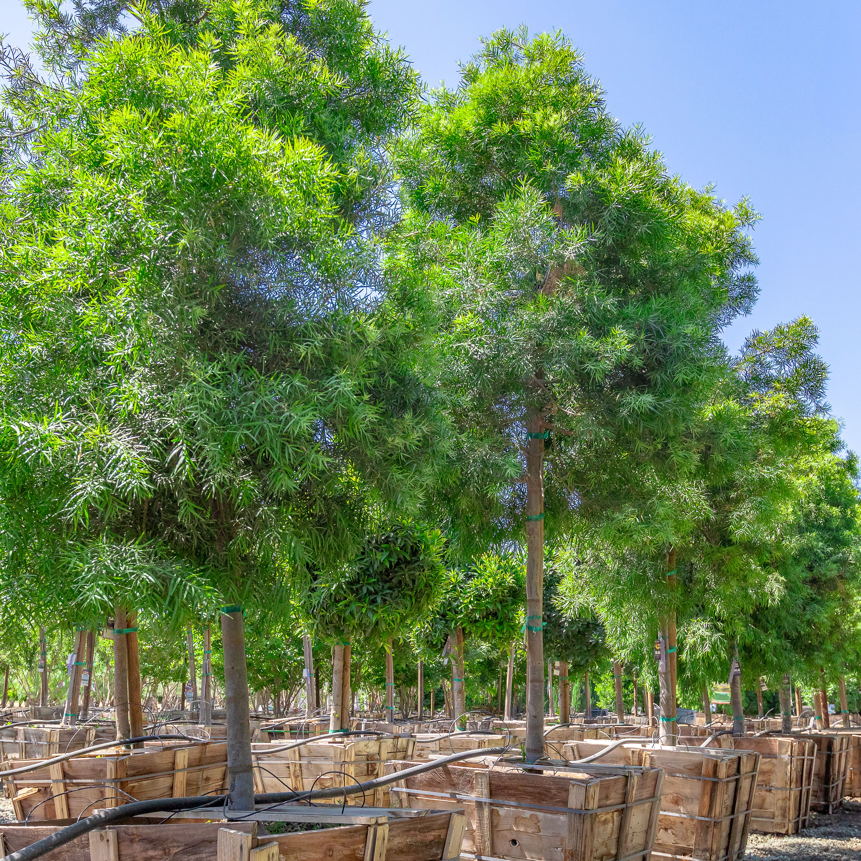 Podocarpus | Evergreen Tree | Moon Valley Nurseries