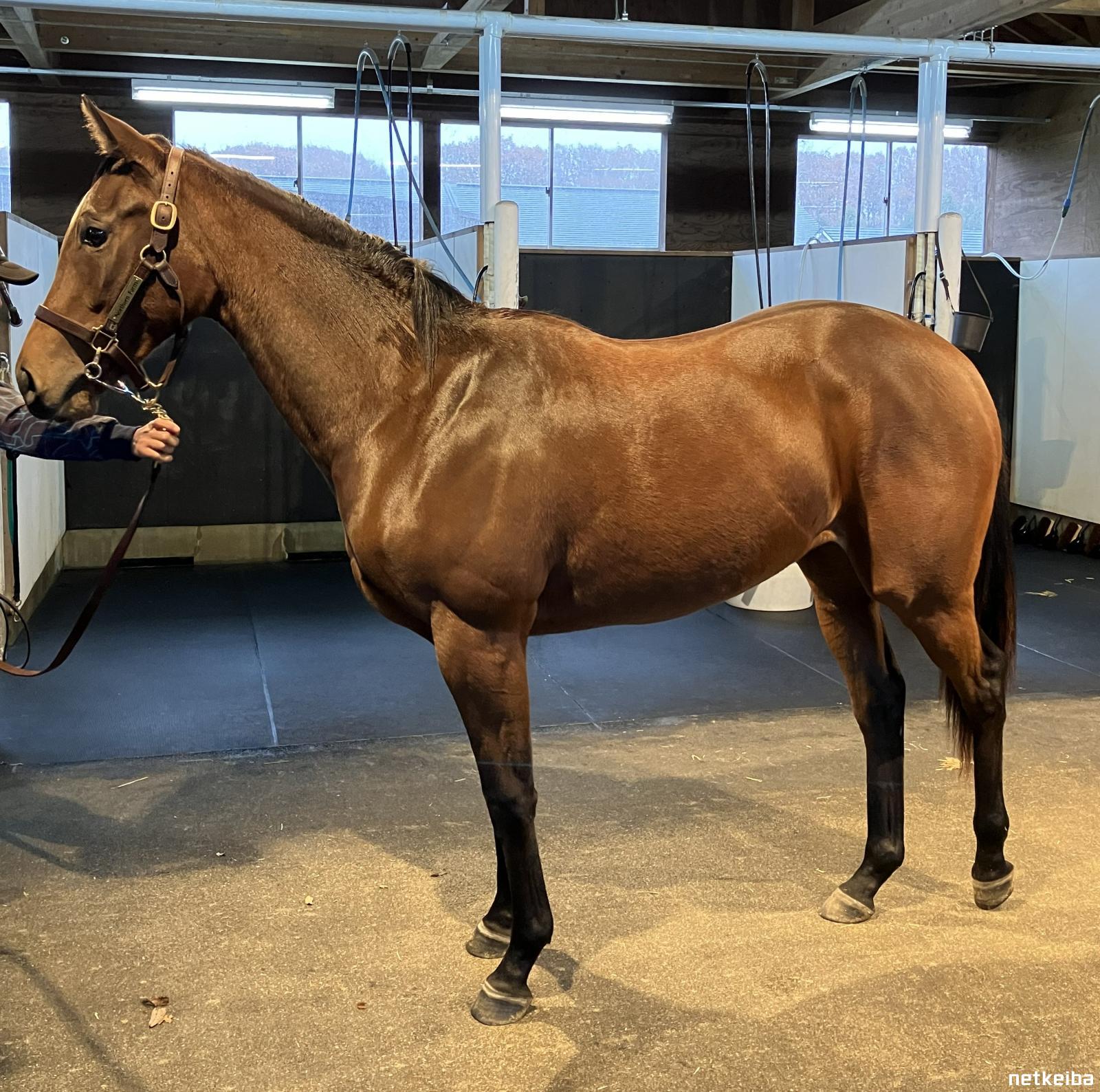 アーモンドアイの2024 | 競走馬データ - netkeiba