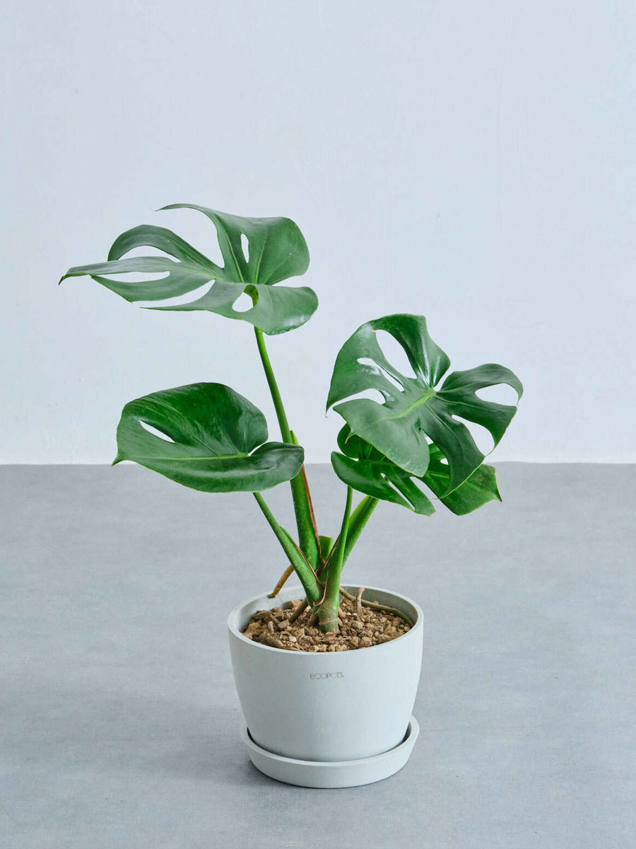 モンステラ・デリシオーサ Table-L | 観葉植物の通販 AND PLANTS