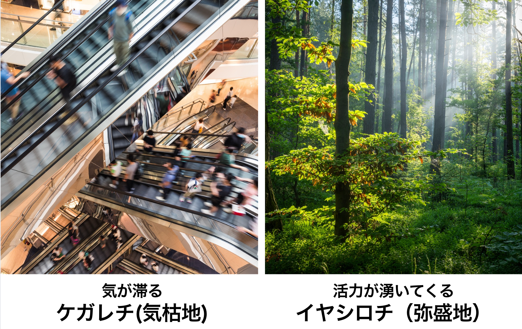 アポロ フィールダー ロイヤルsynm-WeftG (大) – ゆにわマート