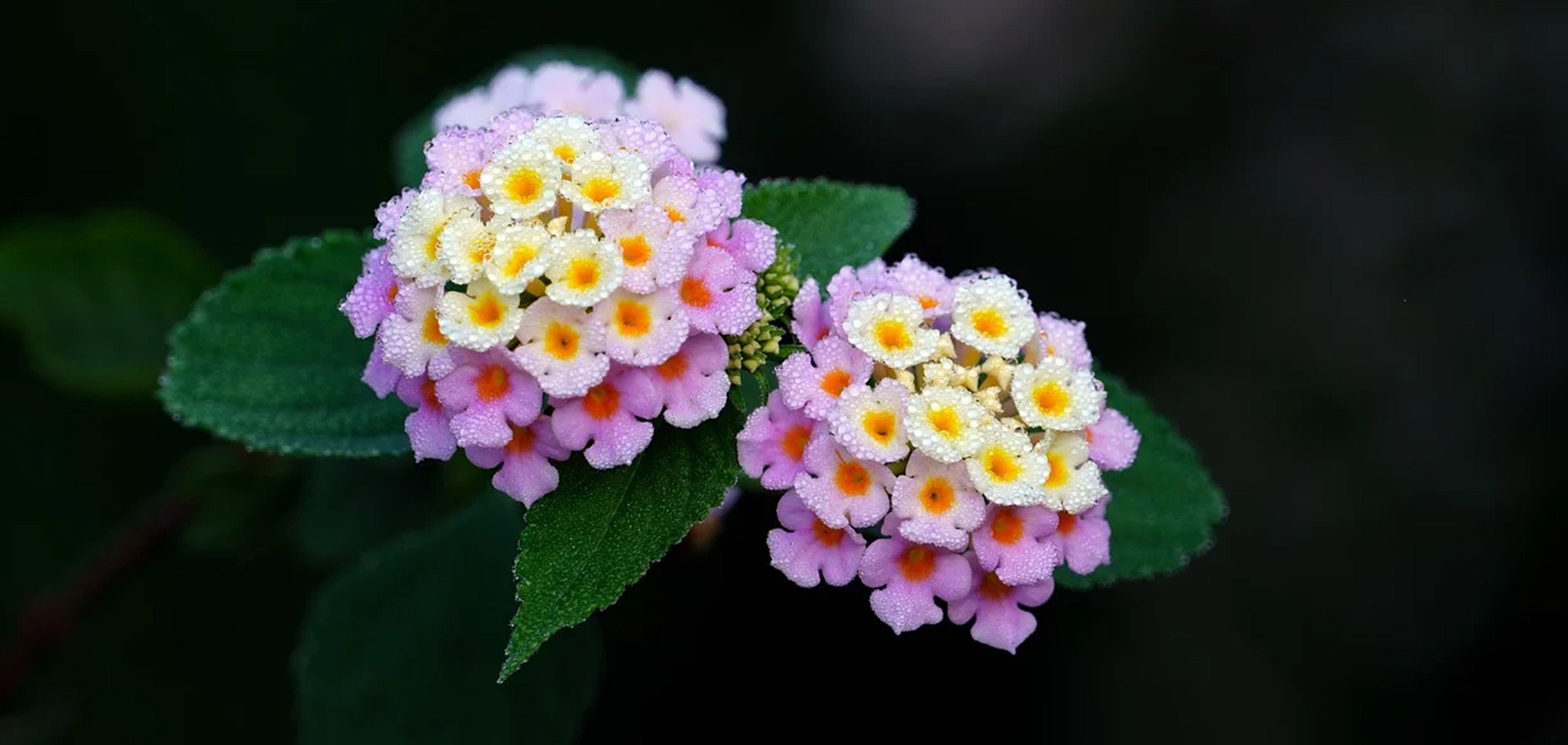 11月の誕生花 誕生日の花と花言葉の一覧 – &YOUKAEN (アンドユーカエン)