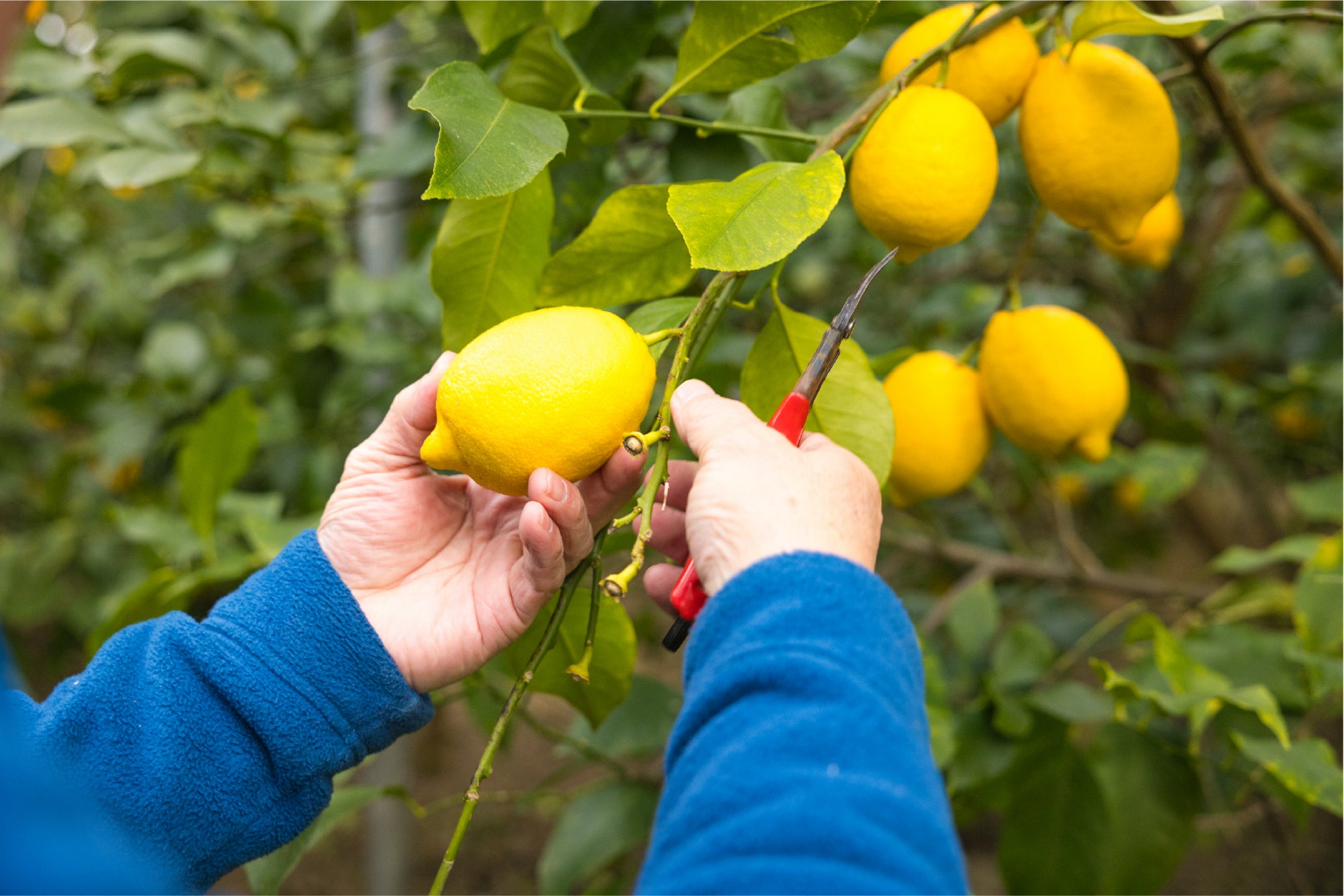 皮までおいしい爽やかな味わい