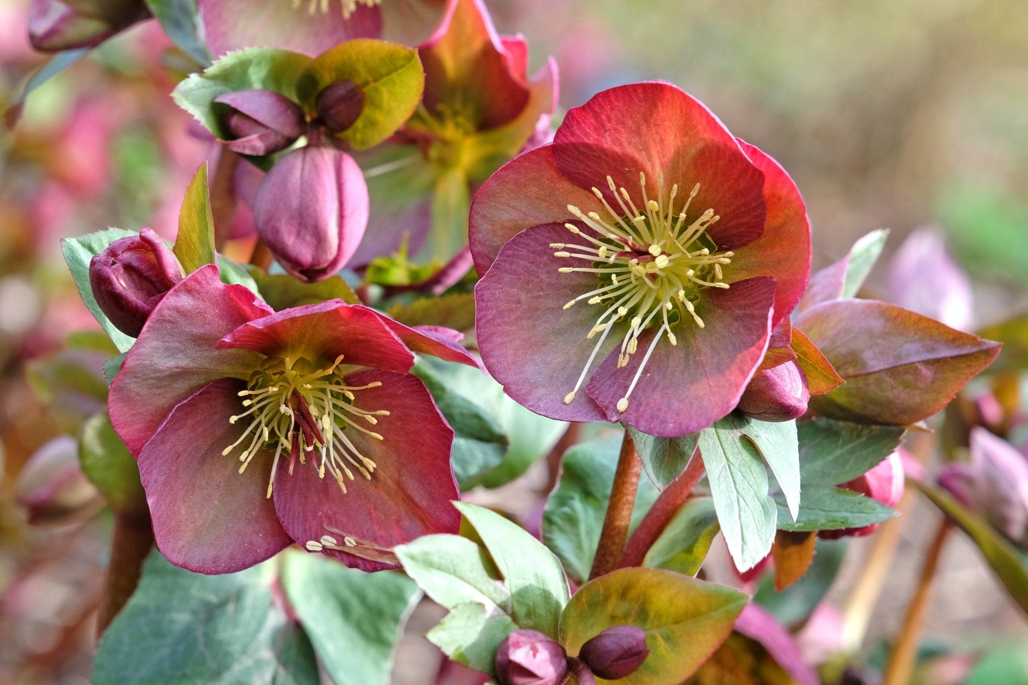 FrostKiss™ Penny's Pink® Lenten Rose | Buy at NatureHills.com