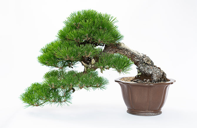 盆栽鉢は何を選ぶ? 盆栽の魅力を最大限に引き立てる鉢選び – 盆栽妙 本店