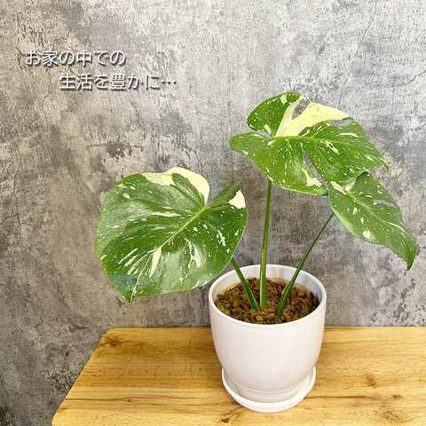 観葉植物「モンステラ タイコンステレーション」の育て方ガイド | 花
